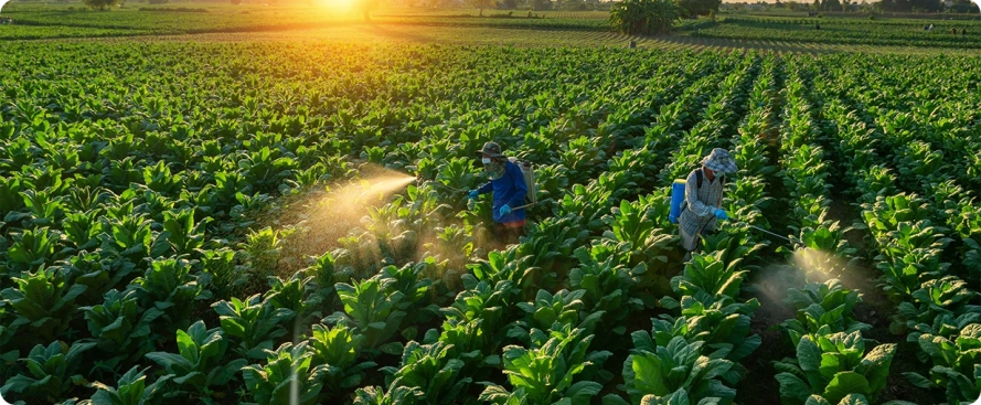 topo-adubacao-foliar.webp