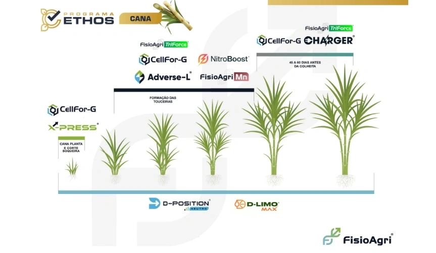 Sobre<br /><strong>O Programa</strong>