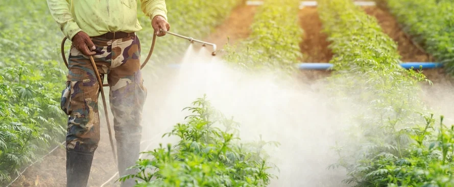 adubacao-foliar-quando-e-como-aplicar-1.webp