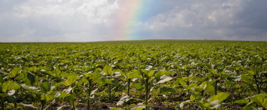 fisiologia-e-genetica-vegetal-a-combinacao-ideal-para-lavouras-mais-produtivas-e-resilientes-.jpg