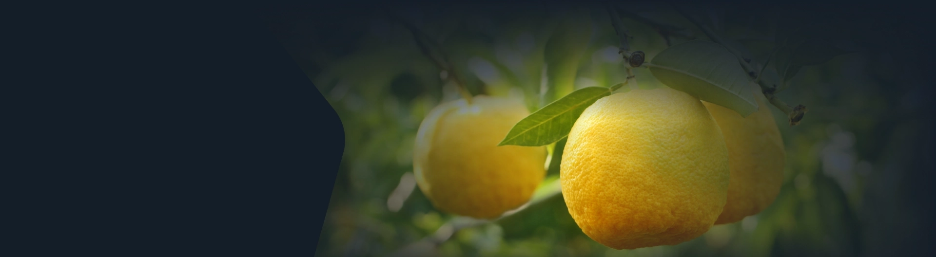 Programa ETHOS Citrus