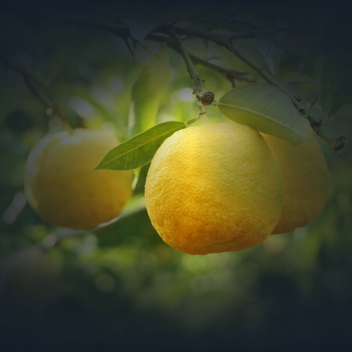 Programa ETHOS Citrus