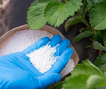 <strong>Nutrição de plantas: quais as funções de cada nutriente</strong>