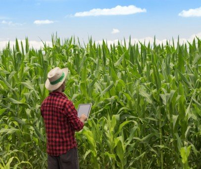 Plantação de milho: Qual as principais técnicas de manejo para o cultivo perfeito