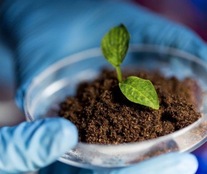 Fertilidade do Solo: da Análise à Correção de Nutrientes