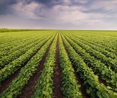 As principais técnicas de manejo para uma plantação de soja perfeita