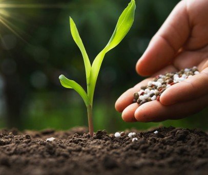 Nutrição de Plantas e Produtividade Agrícola