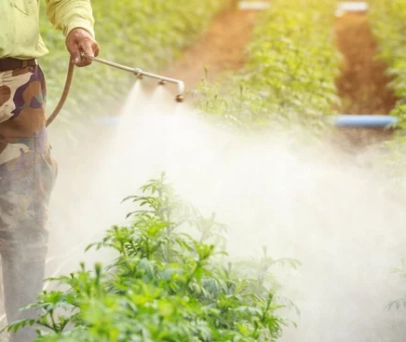 <strong>Adubação foliar: quando e como aplicar</strong>