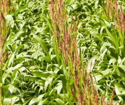 Aumente a eficiência na fotossíntese da sua lavoura com Adverse-L