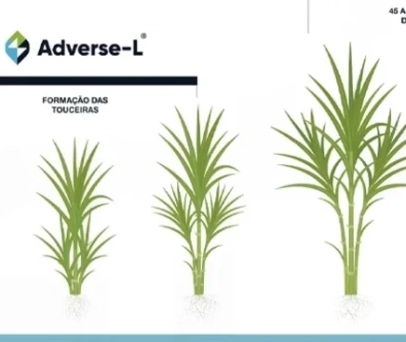 Manejo da cana-de-açúcar: conheça os benefícios do Programa Ethos