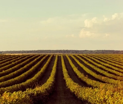 <strong>Dicas de nutrição de plantas para enfrentar períodos de seca</strong>